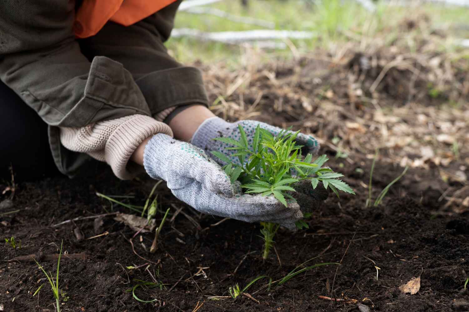 Best Arborist Services Near Me  in , NY